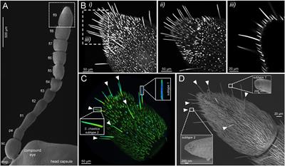 Autofluorescence-Based Identification and Functional Validation of Antennal Gustatory Sensilla in a Specialist Leaf Beetle